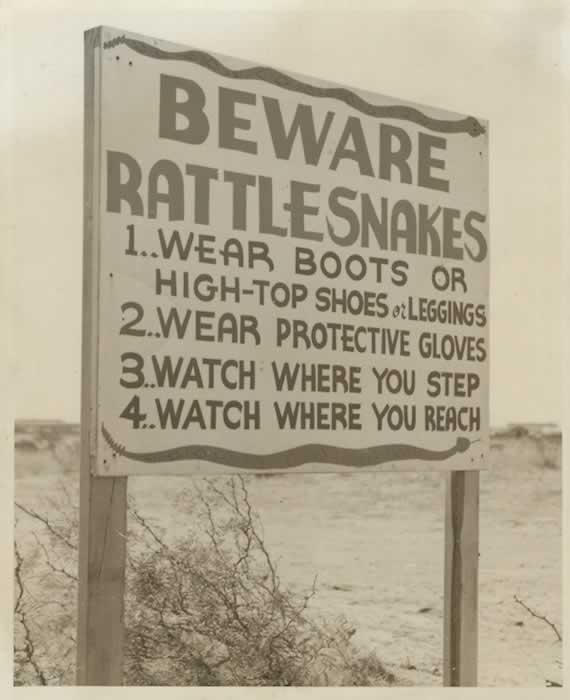BEWARE! Yes, there WERE ratlesnakes in Texas in the early 1940s, and lots of them around Pyote AAF.
Thus, the nickname ... "Rattlesnake Air Force Base"